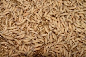 What you need to know about the flesh-eating New World screwworm