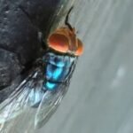 Two more Texas screwworm infections found in animals far apart, USDA says