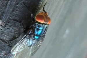 Two more Texas screwworm infections found in animals far apart, USDA says