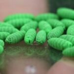 Political blame game follows as screwworm parasite threatens cattle in Texas