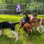 Wisconsin beagle research facility that drew protests is closing as rescue group takes in dogs