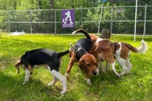 Wisconsin beagle research facility that drew protests is closing as rescue group takes in dogs