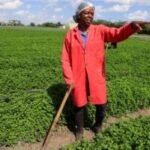 Solar cold storage helps African farmers cut losses and reach global markets
