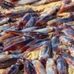 Here’s why thousands of squid washed up in Provincetown