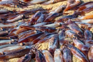 Here’s why thousands of squid washed up in Provincetown