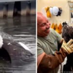 Injured bald eagle rescued after fight is believed to be Jackie, Friends of Big Bear Valley says