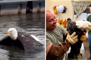 Injured bald eagle rescued after fight is believed to be Jackie, Friends of Big Bear Valley says