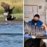 Vet teams believe Jackie was already sick before eagle fight captured on video near Big Bear nest
