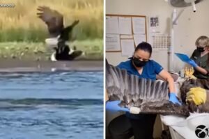 Vet teams believe Jackie was already sick before eagle fight captured on video near Big Bear nest