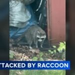 Man recalls raccoon attack outside NJ home: 'I could see these bright yellow eyes'