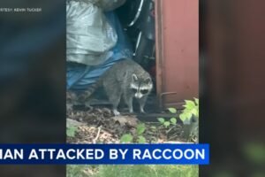 Man recalls raccoon attack outside NJ home: 'I could see these bright yellow eyes'