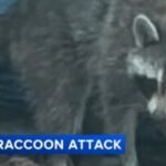 2nd raccoon sought after rabies-positive animal attacks South Jersey man