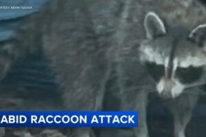 2nd raccoon sought after rabies-positive animal attacks South Jersey man
