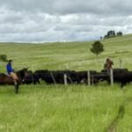 Why some Montana ranchers still want mandatory country-of-origin labels