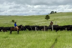 Why some Montana ranchers still want mandatory country-of-origin labels