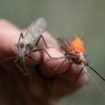 Why the fate of salmonflies offers clues to the future of Yellowstone fisheries
