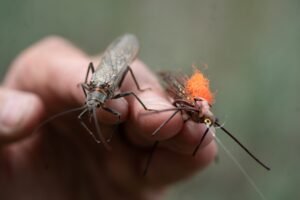 Why the fate of salmonflies offers clues to the future of Yellowstone fisheries