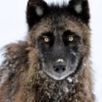 New wolf estimate could reshape Montana’s hunting season