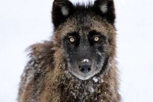 New wolf estimate could reshape Montana’s hunting season