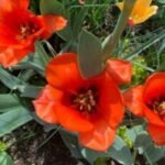 The flowers in full bloom at McKennan Park