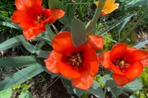 The flowers in full bloom at McKennan Park