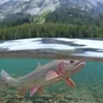 Angling restricted on two dozen rivers in Montana, Yellowstone National Park