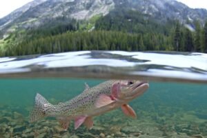 Angling restricted on two dozen rivers in Montana, Yellowstone National Park