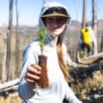 Federal project aims to restore Greater Yellowstone’s whitebark pine forests