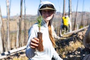Federal project aims to restore Greater Yellowstone’s whitebark pine forests