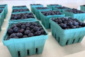 Pennsylvania launches $10M grant program to help fruit growers recover from April freeze