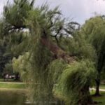 Decades-old weeping willow collapses in Boston Public Garden