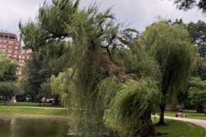 Decades-old weeping willow collapses in Boston Public Garden