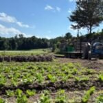 Have Mass. farms seen an increase in sales due to cyclospora fears? It’s a mixed bag.