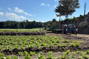 Have Mass. farms seen an increase in sales due to cyclospora fears? It’s a mixed bag.