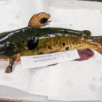 Deep in this Vermont lake, a contagious cancer is spreading