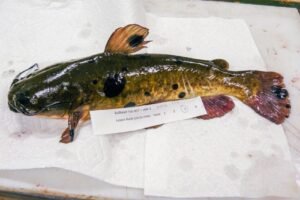 Deep in this Vermont lake, a contagious cancer is spreading