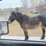 Missoula County adopts rules to manage feral horses