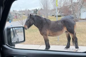 Missoula County adopts rules to manage feral horses