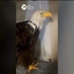 Big Bear bald eagle Jackie suffers setback while being treated for anemia by veterinary team