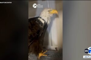 Big Bear bald eagle Jackie suffers setback while being treated for anemia by veterinary team