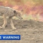 Wildwood residents concerned as coyotes move closer to homes