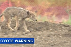 Wildwood residents concerned as coyotes move closer to homes