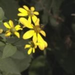 Rainfall eases drought for some