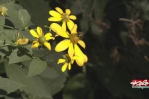 Rainfall eases drought for some