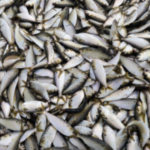 Menhaden management board advances addendum with potential cuts to Chesapeake Bay fishery limits