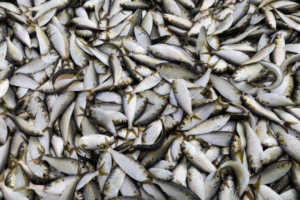 Menhaden management board advances addendum with potential cuts to Chesapeake Bay fishery limits