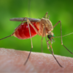 With six West Nile cases reported statewide, infected mosquitos are on the rise in Virginia Beach