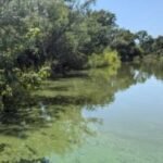 DANR warns of harmful algal blooms in SD lakes