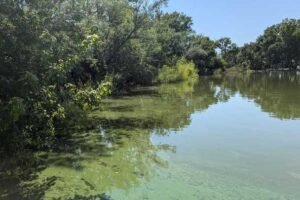 DANR warns of harmful algal blooms in SD lakes