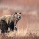 Think your dog makes you safer in bear country? The data says otherwise.